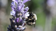 Alloscirtetica