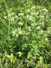 Eupatorium pilosum