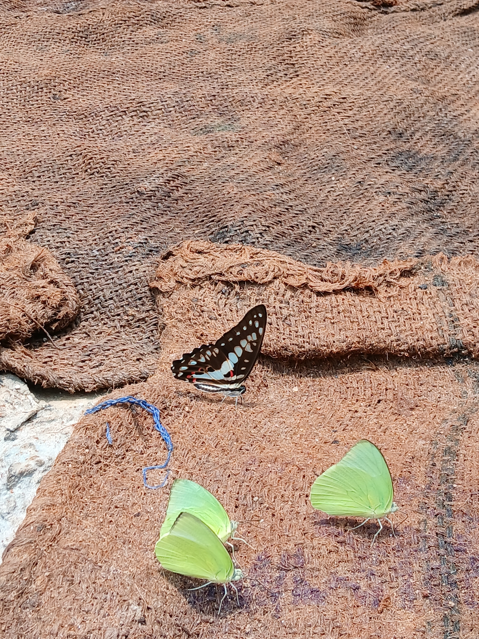 Common Jay