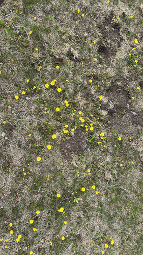 Potentilla stolonifera iNat (1)