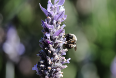 Alloscirtetica