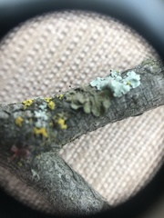 Phaeocalicium compressulum