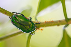 Heterorrhina elegans