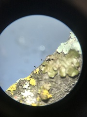 Phaeocalicium compressulum