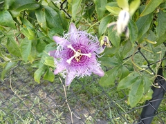 Passiflora