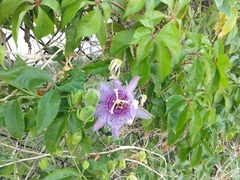 Passiflora