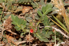 Indigofera linnaei