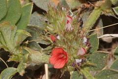 Indigofera linnaei