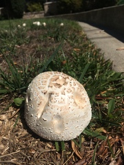 Chlorophyllum molybdites