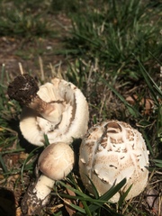 Chlorophyllum molybdites