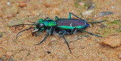 Cicindela splendida