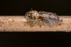 Salticidae