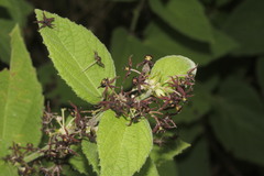 Ayenia berlandieri