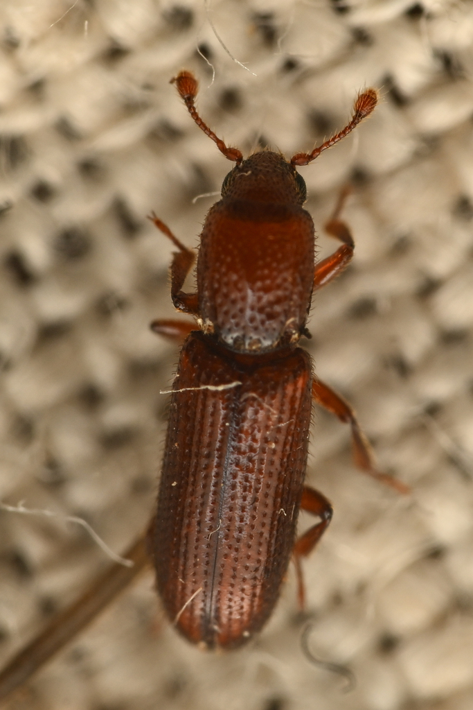 Cylindrical Bark Beetle