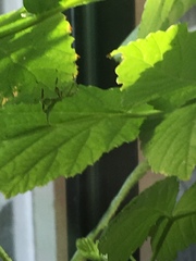 Phylliidae