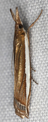 Crambus sperryellus