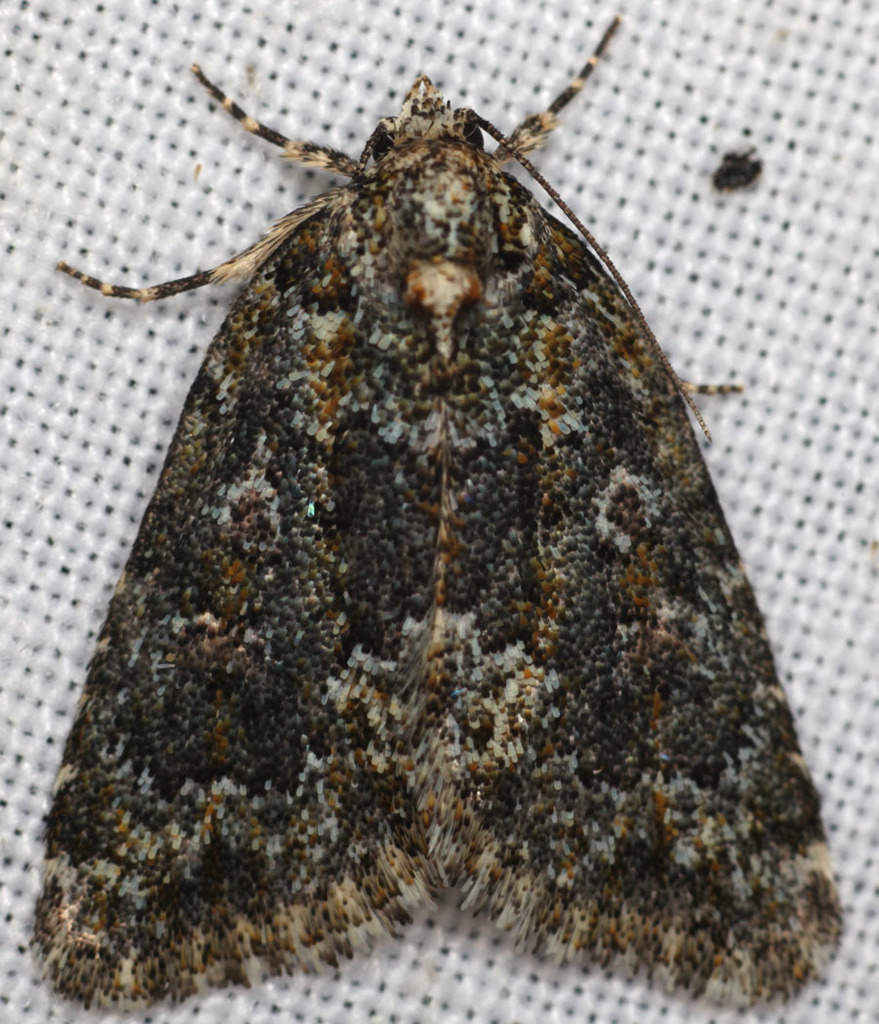Cryphia oaklandiae