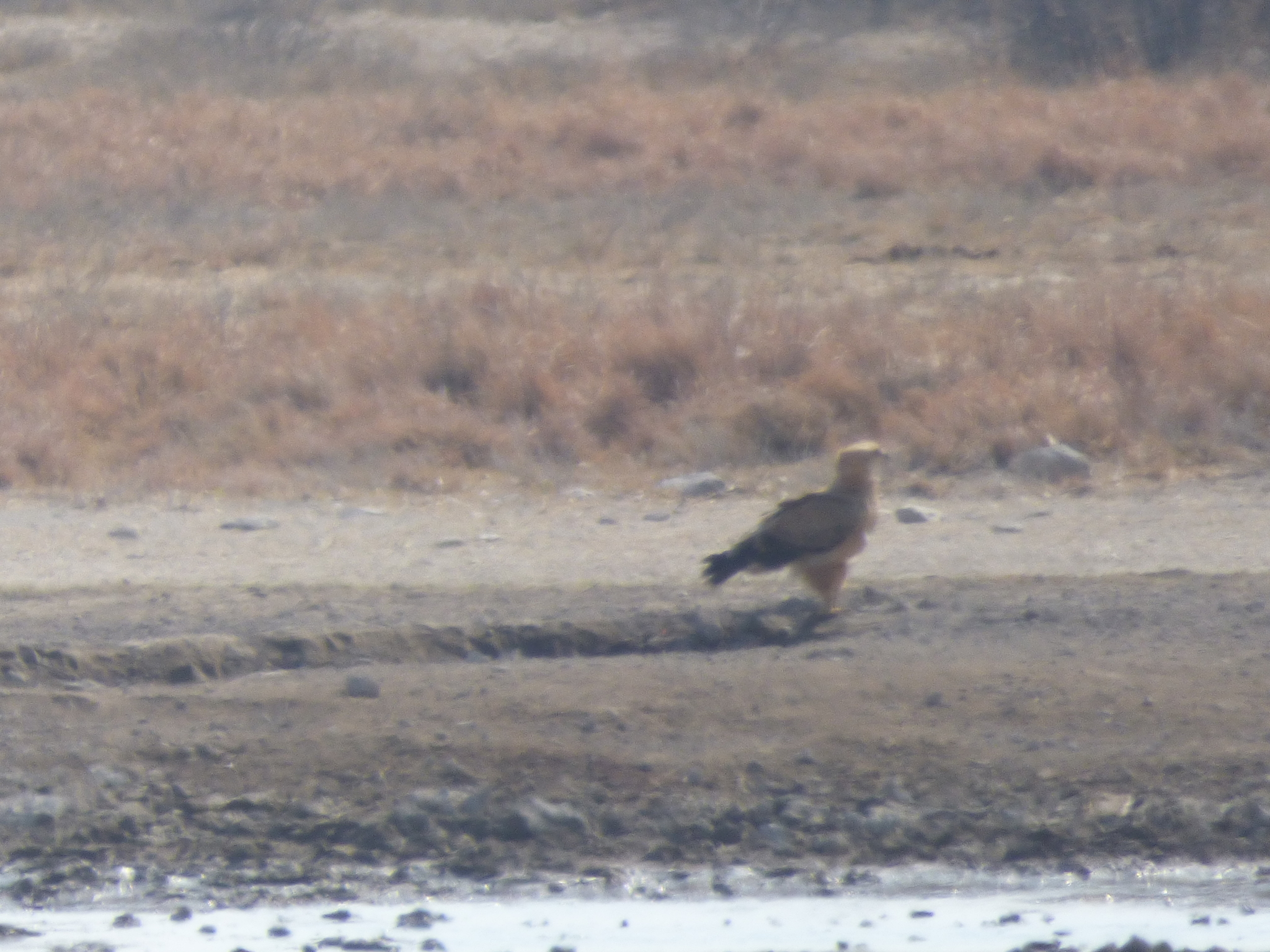Tawny Eagle