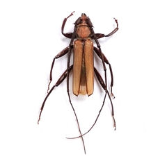 Xystrocera apiculata