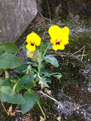 Viola × wittrockiana