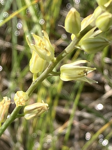 Large-flowered Rushlily (Hastingsia bracteosa)