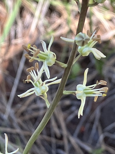 Klamath Rushlily (Hastingsia serpentinicola)