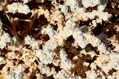 Atriplex spongiosa