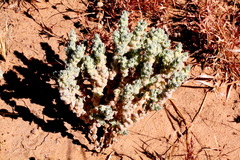 Atriplex spongiosa