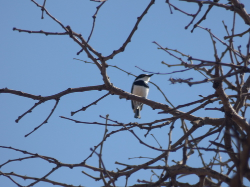 Southern Chinspot Batis