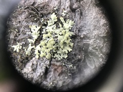 Parmeliopsis capitata