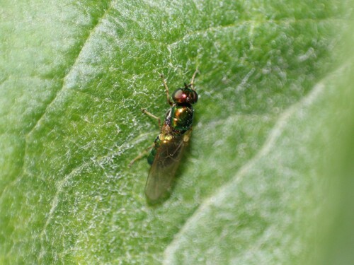 Photo of Green Gem Fly (Microchrysa flavicornis)