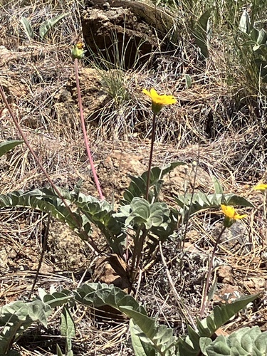 silky balsamroot (Balsamorhiza sericea)
