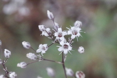 Gypsophila paniculata