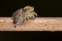 Salticidae