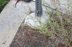 Gypsophila paniculata