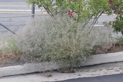 Gypsophila paniculata