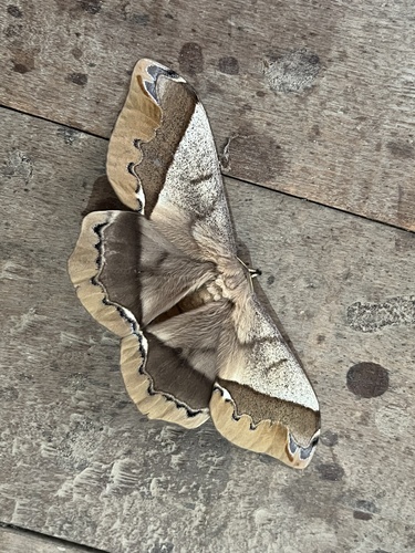 giant silk moth