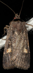 Adelphagrotis indeterminata