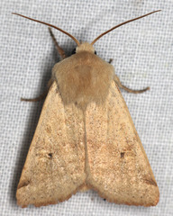 Dichagyris variabilis