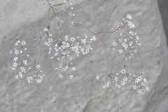 Gypsophila paniculata
