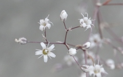 Gypsophila paniculata