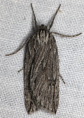 Parexcelsa ultraria