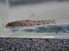 Biwa Gudgeon photo 5