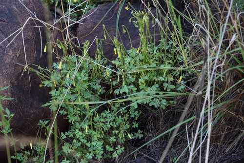 Cliff Sorrel (Oxalis haedulipes)