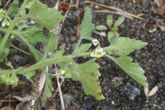 Solanum nitidibaccatum
