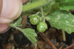 Solanum nitidibaccatum