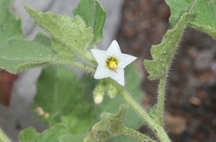 Solanum nitidibaccatum