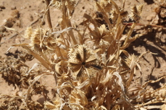 Dactyloctenium radulans