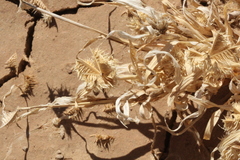 Dactyloctenium radulans