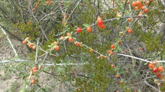 Castela erecta texana
